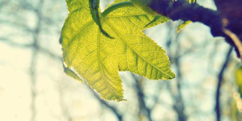 数字化转型中的微服务架构：管理咨询视角下的最佳解决方案